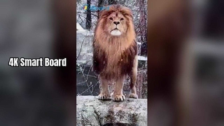 4K-Smartboard für Lehre und Unternehmen